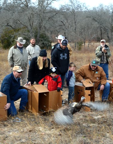 Super stocking of 240 Eastern wild turkeys launched in 2014