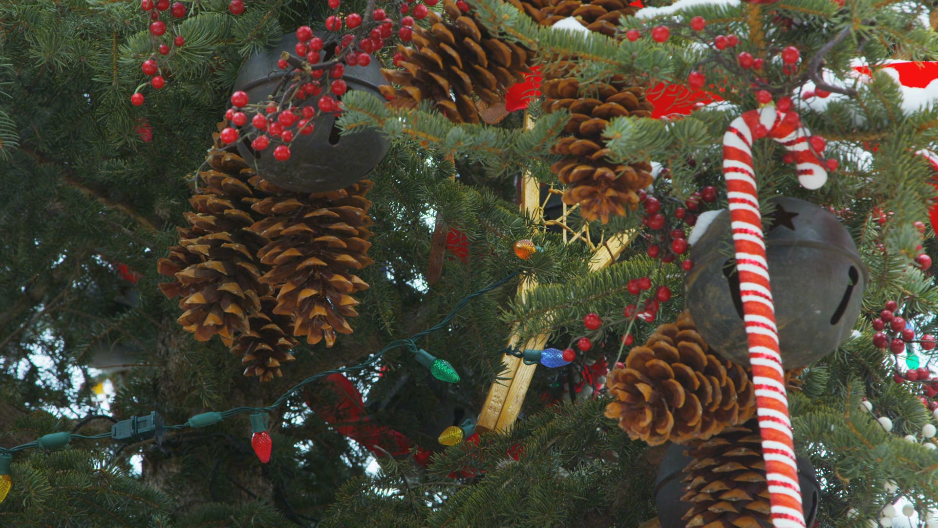 That Perfect Christmas Tree