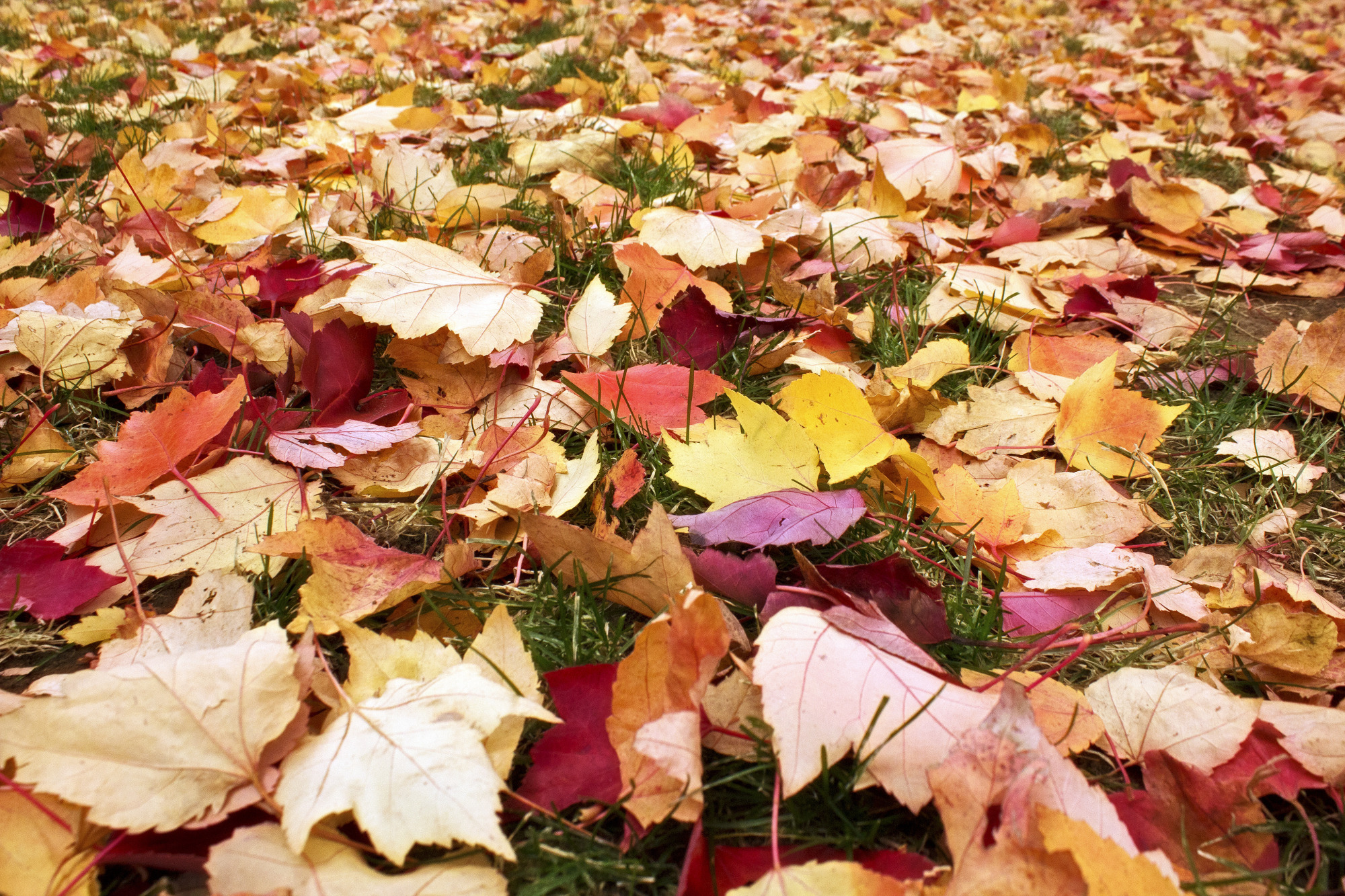 Fall Leaf Management