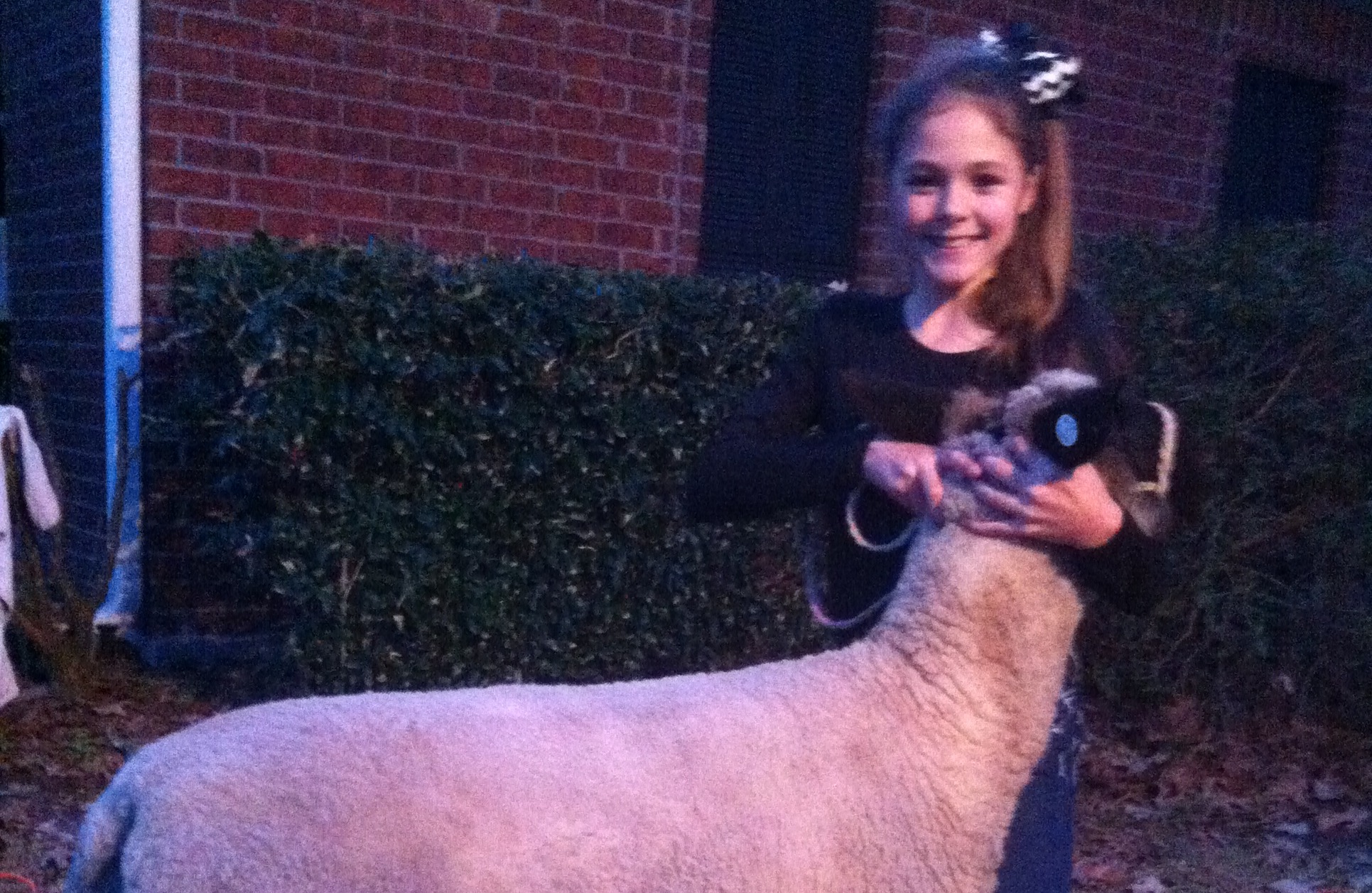 Raising Sheep for the Angelina County Fair