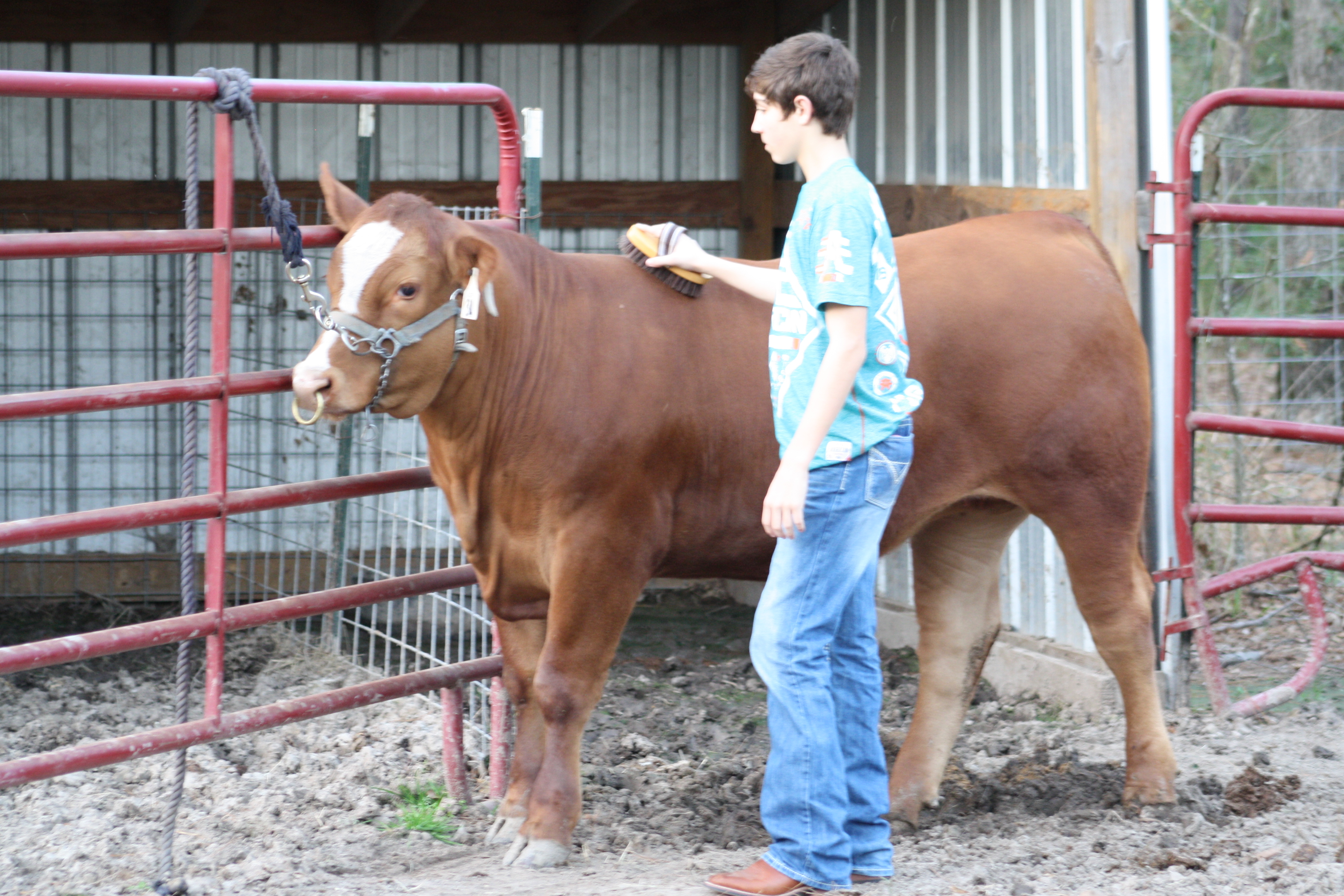 The Market Steer Show at the Angelina County Fair
