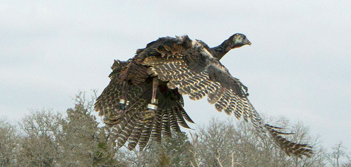 New Mobile App, Online Reporting are Now Options for Eastern Turkey Harvest