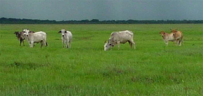 Cattle Field Day Planned Cattle Field Day Planned