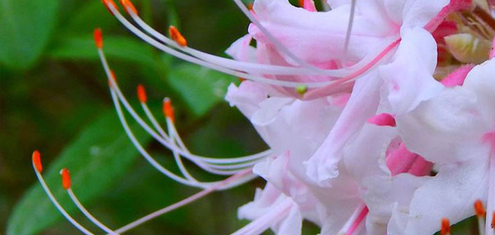 Colorful Blooms Decorate Texas State Parks