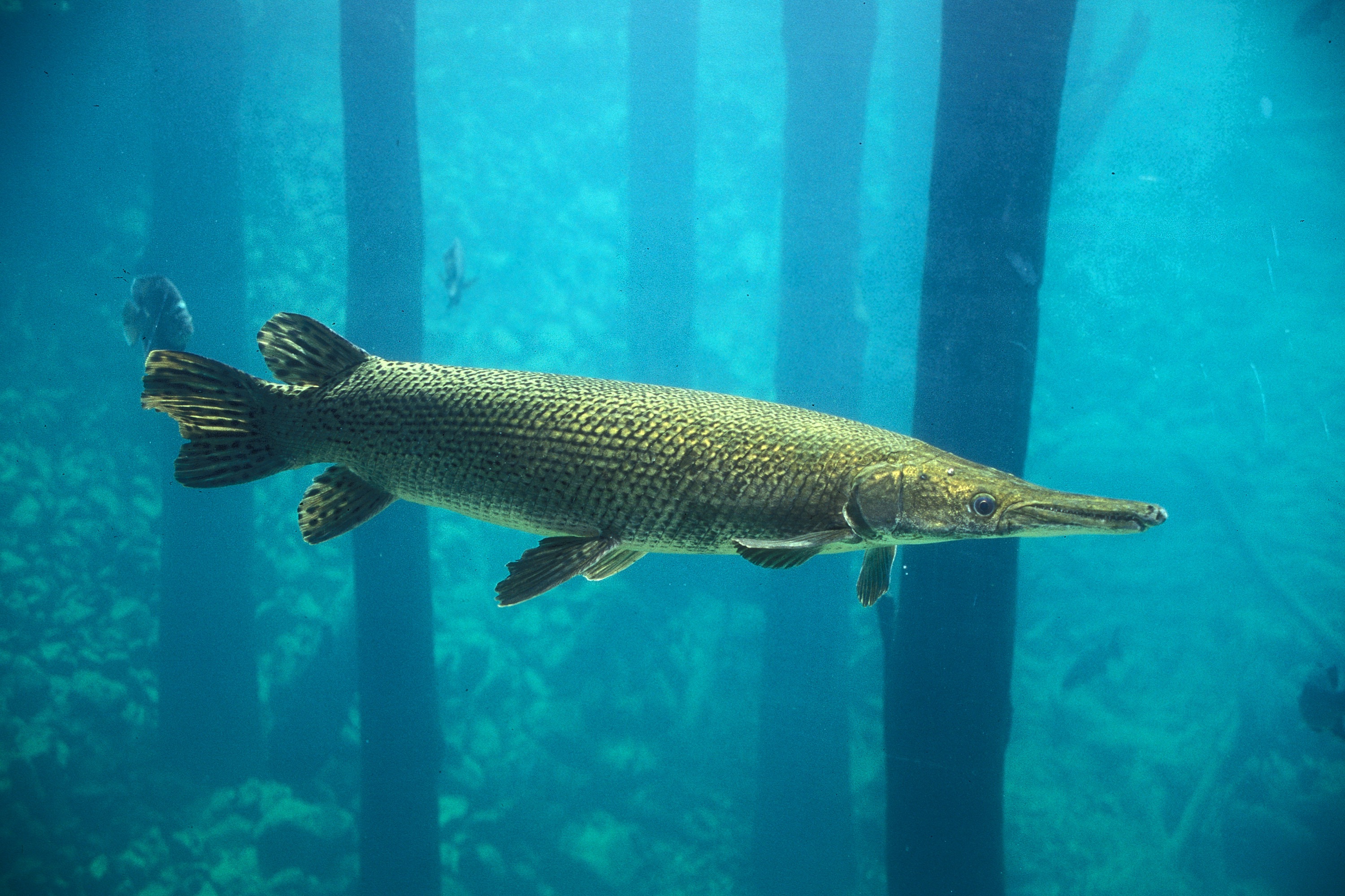 TPWD Announces Temporary Prohibition on Alligator Gar Fishing
