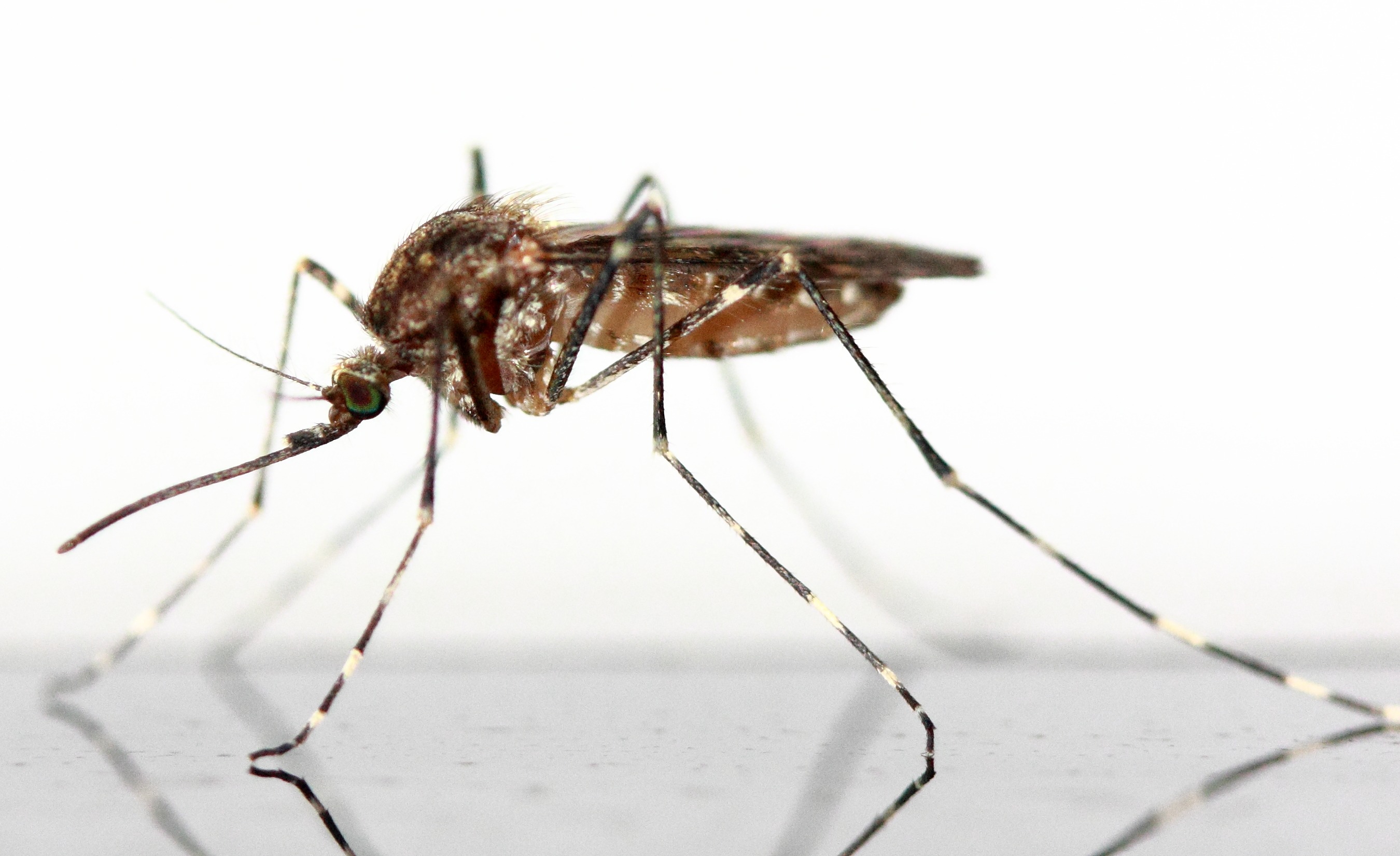 Mosquito Population Expands After Wet Weather
