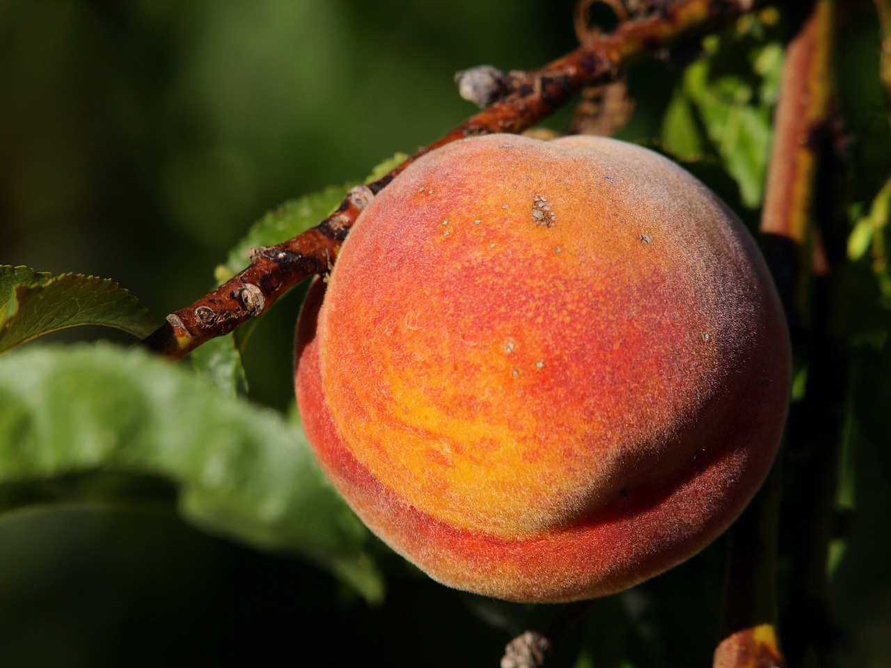 Tips for Growing Backyard Peaches