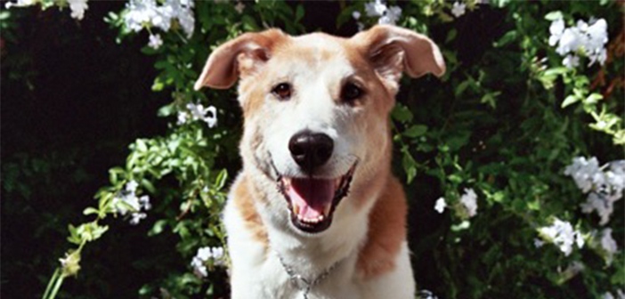 Thrill of Hope: A Dog’s Key to the True Meaning of Christmas