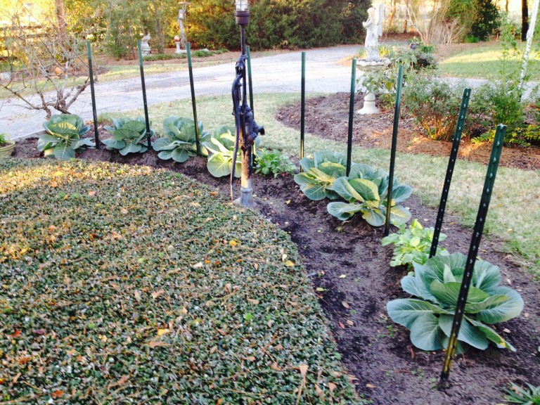 East Texas Winter Garden Vegetables