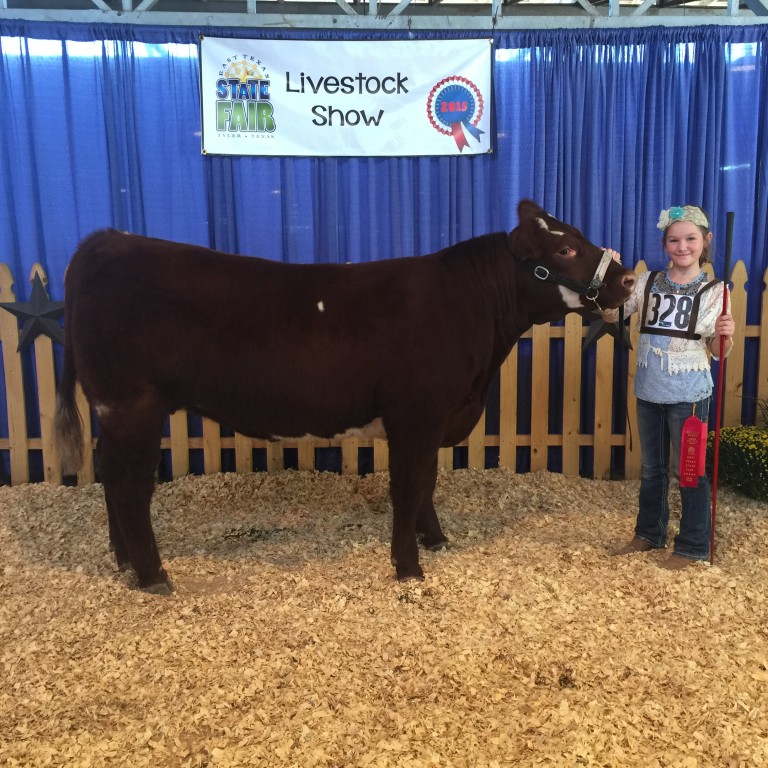 Beef Heifer show at Angelina County Fair