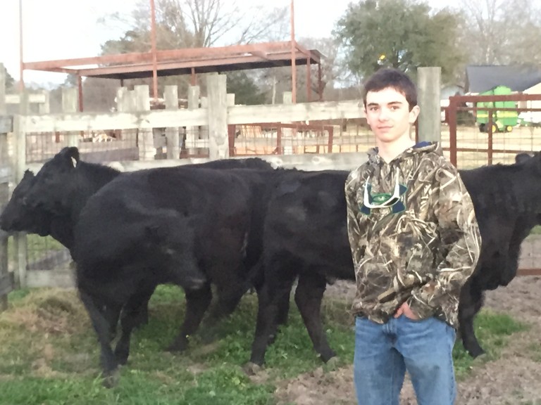 Commercial Heifer Show At County Fair