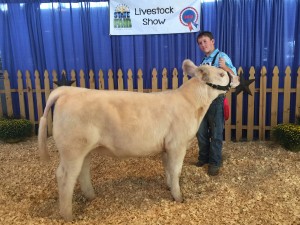 John Dee Johnson shows his Charolais heifer at the East Texas State Fair 2015 Livestock Show. Photo: Cary Sims, County Extension Agent)
