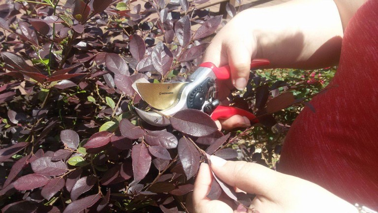 MSGPR Team Tries Out Bypass Pruners