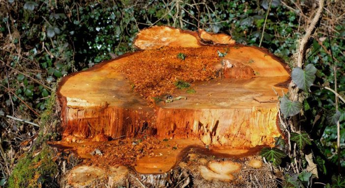 tree-stump-1200382_1280