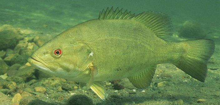 Toledo Bend Becomes The Only Location To Be No. 1 In Bassmaster Magazine History