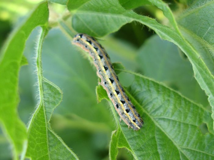larva-1000426_1920