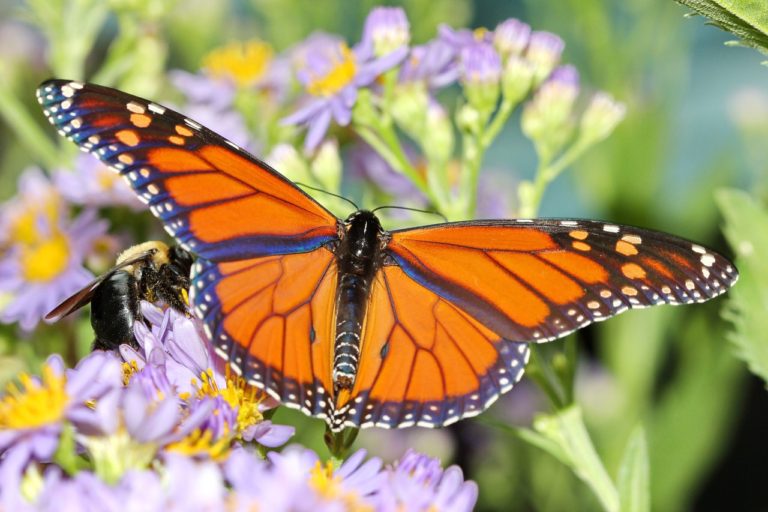 Texas Comptroller Partners With Texas A&M, Sam Houston State University To Study Monarch Butterfly