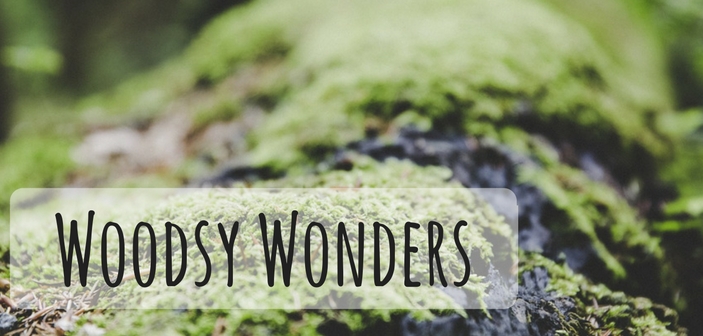 Woodsy Wonders At The Texas Forestry Museum
