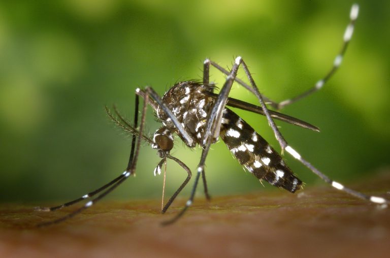 Zika Virus Precautions, Your Local Mosquito Population