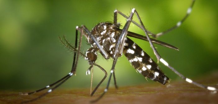 tiger-mosquito-49141_1280