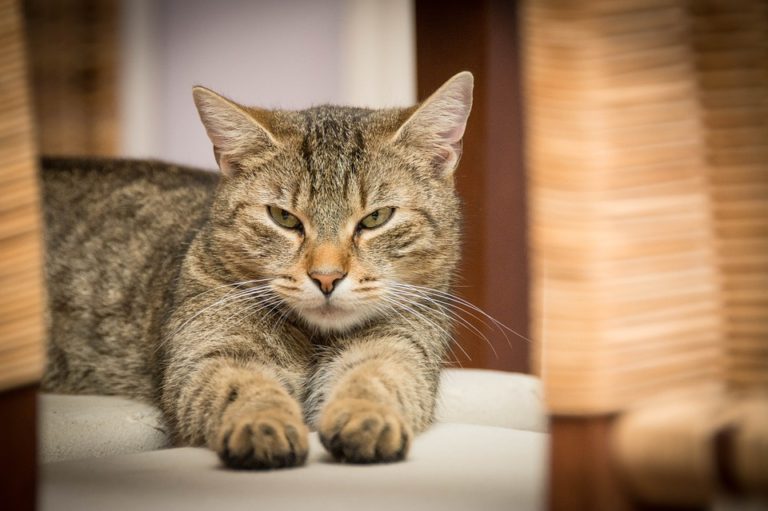 Take Action Now To Prevent Cat Scratch Disease