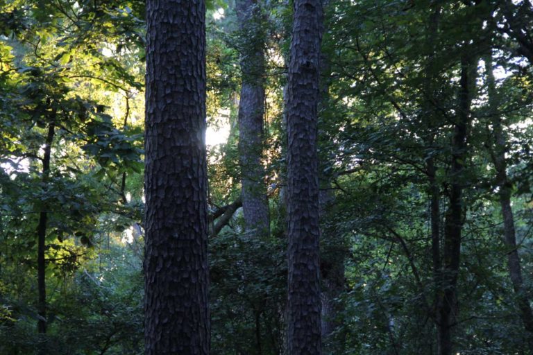 How Hiking Helped My Anxiety