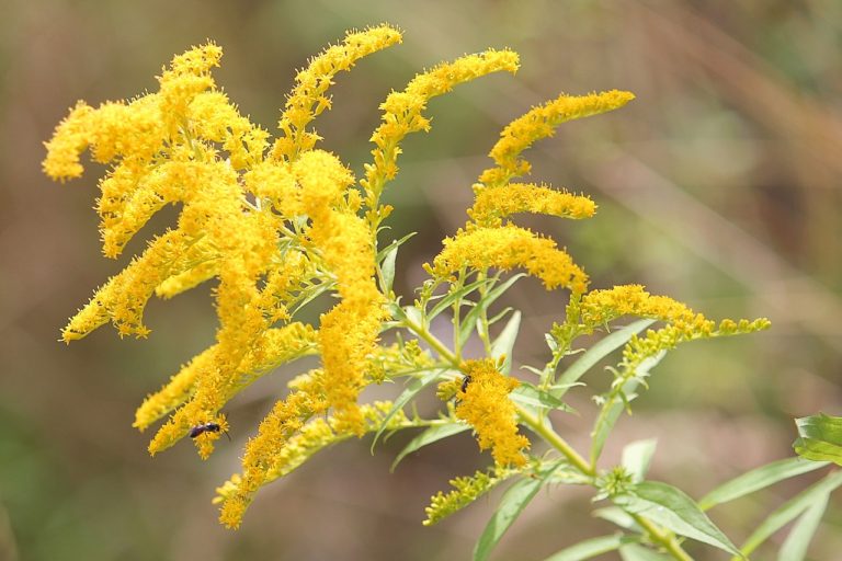 Loving (and Hating) Goldenrod