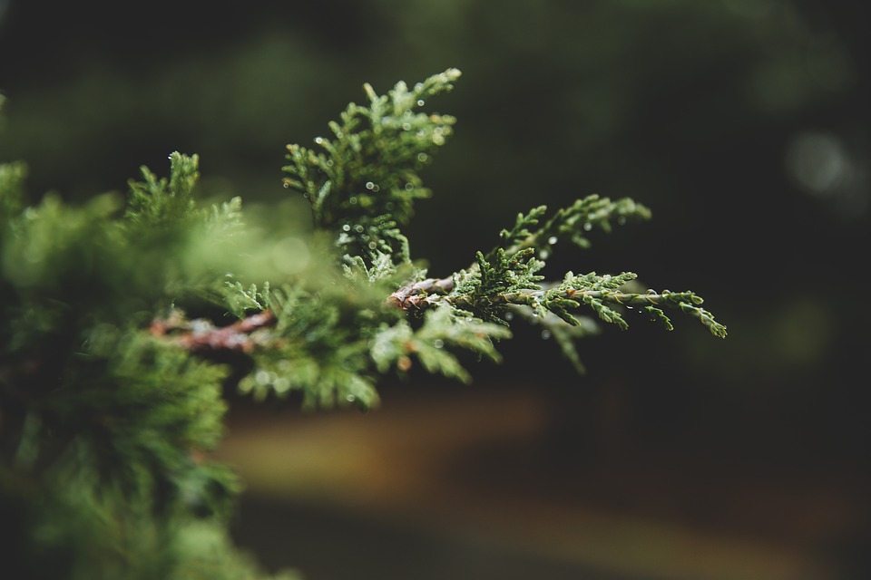 pine