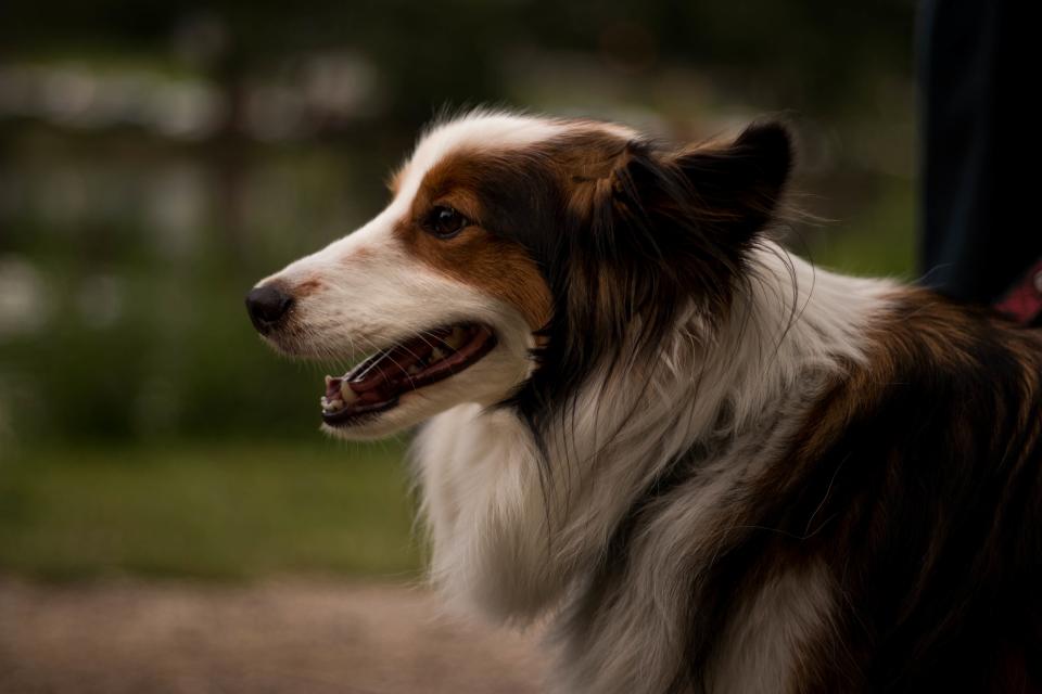 dog