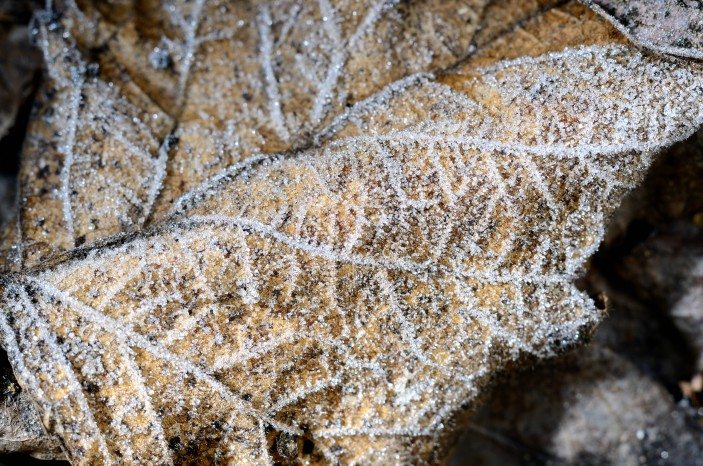 With First Frost under the Belt, Weather Is Right on Schedule