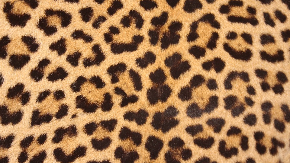 All Things Leopard Print