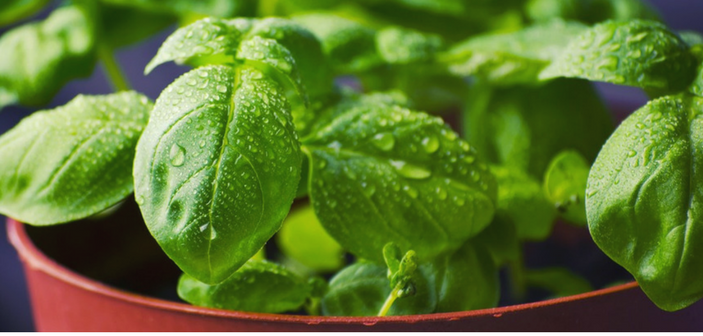 5 Ways to Use Basil