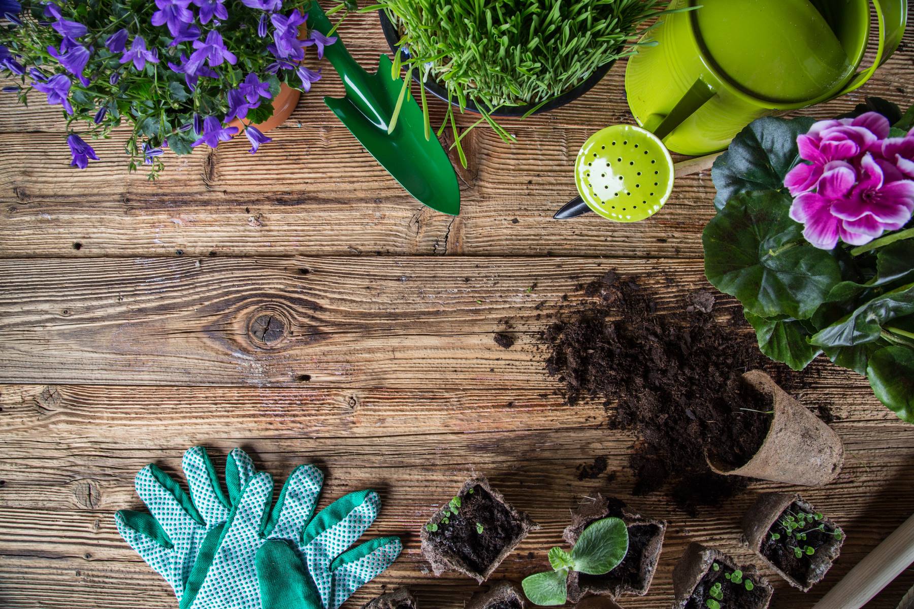 Creative Gardening Tips for the Spring Season