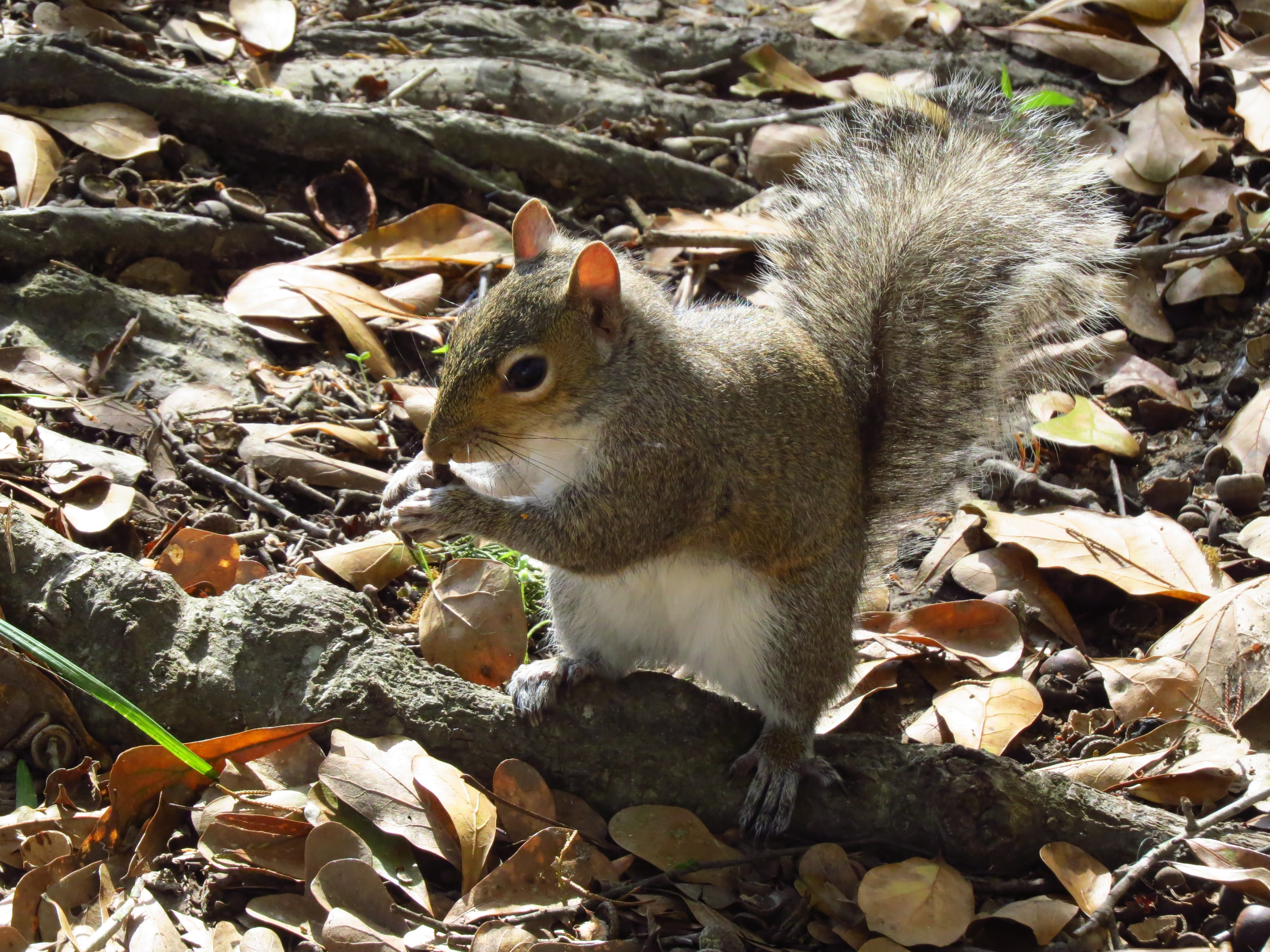 Blame It On the Squirrel