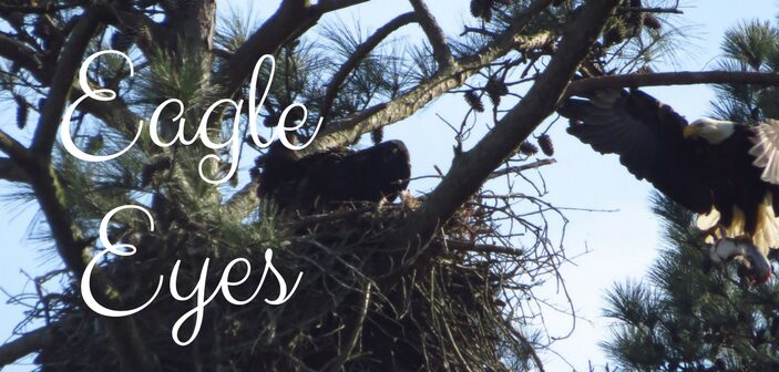 Eagle Eyes