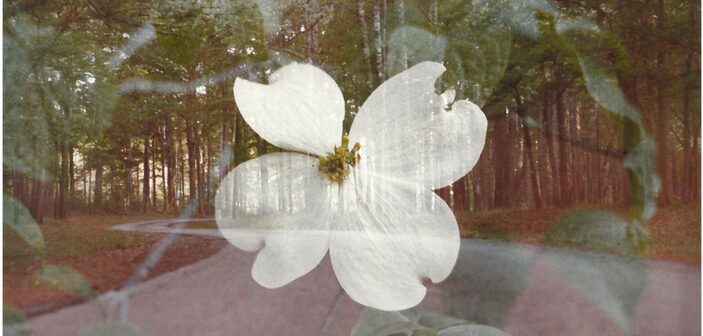 Tyler County Dogwood Festival 2017 Begins March 18