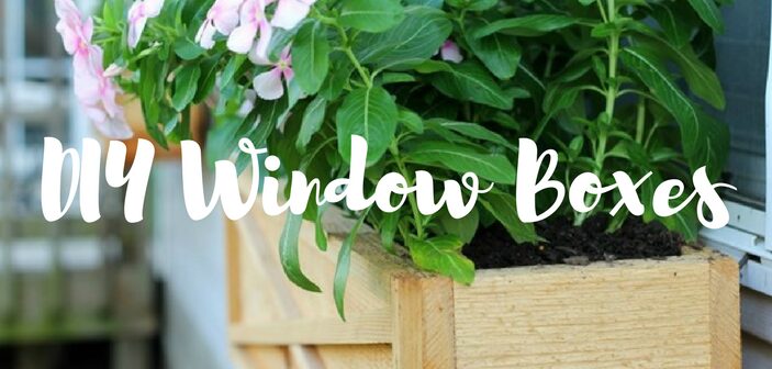 DIY Window Boxes