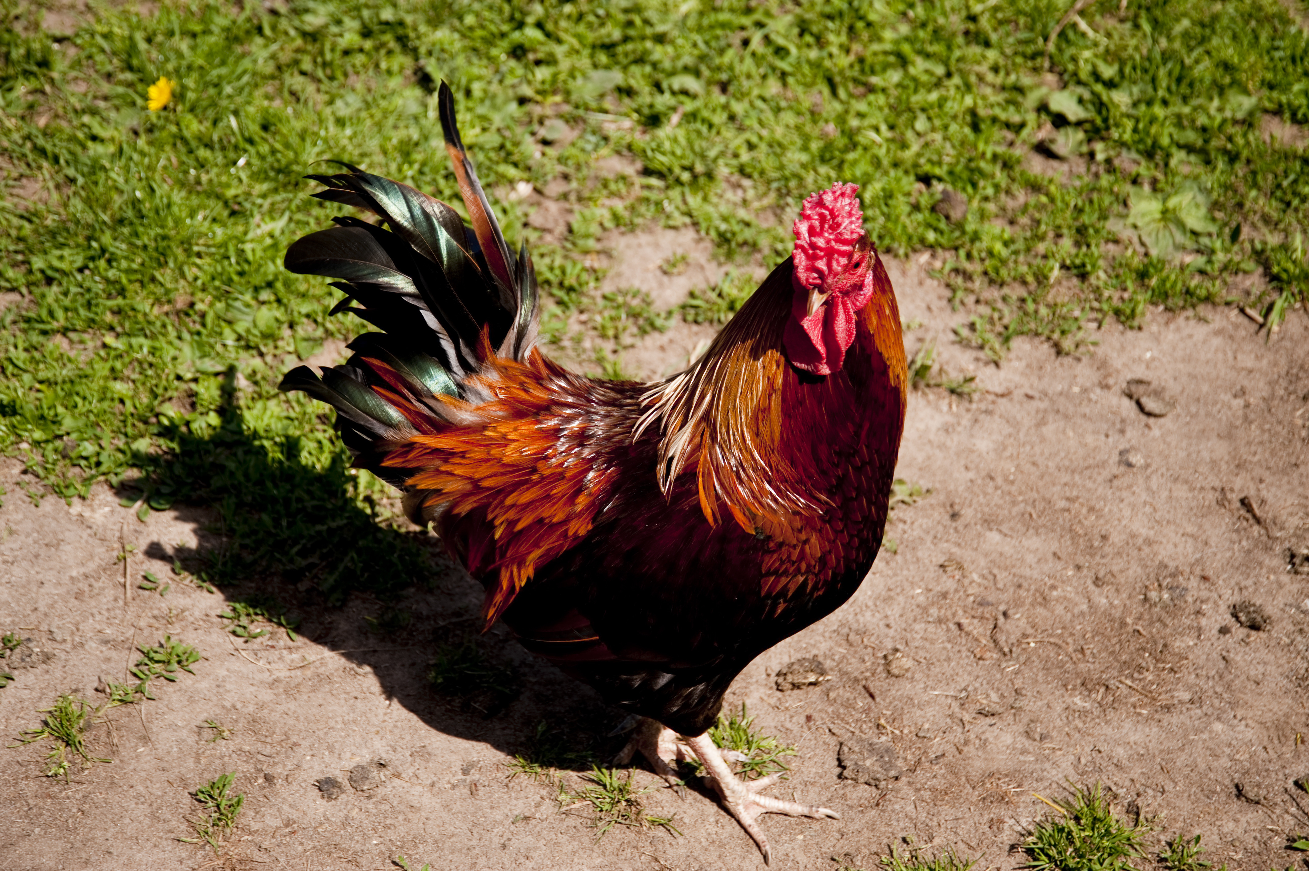 Celebrate Spring with Backyard Farming