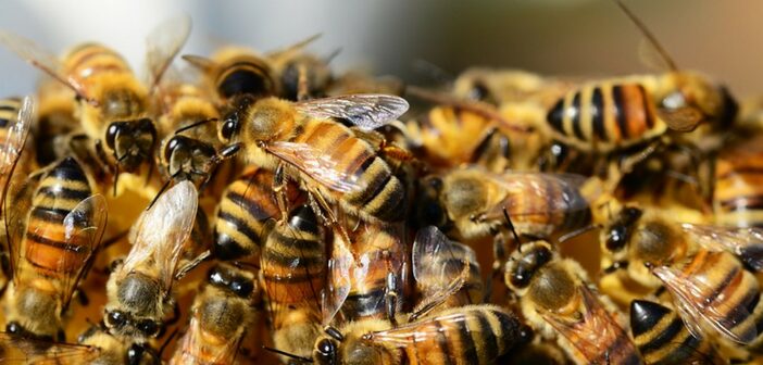 Understanding Honey Bees