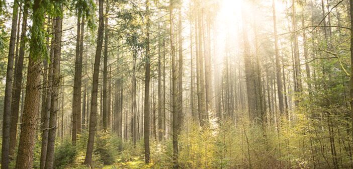 Build a Better Environment at the Public Library