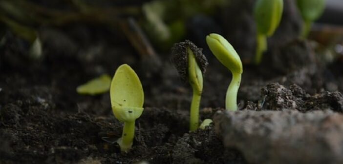 Try This Little Known Tip Now To Create A Better Vegetable Garden Next Year