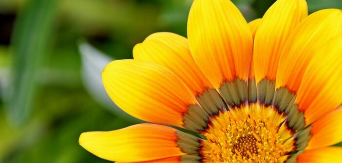 Ready to Prepare for Fall Vegetable Gardening