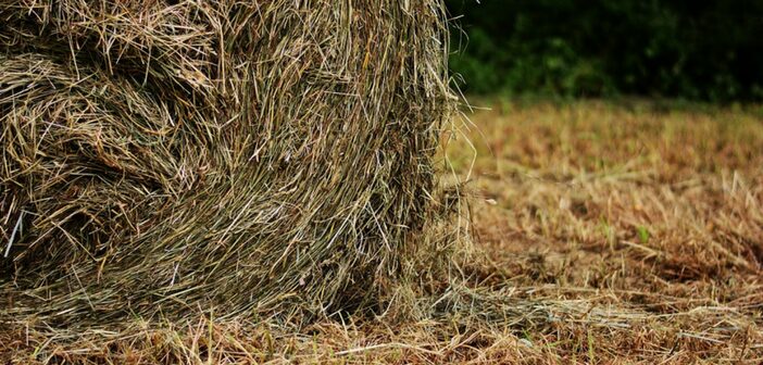 New Insect Affecting Bermuda Grass Hay Meadows And Pastures