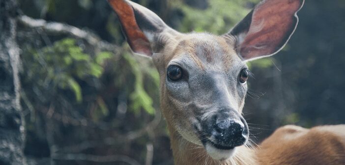 Wildlife Seminar set for Friday Aug 18