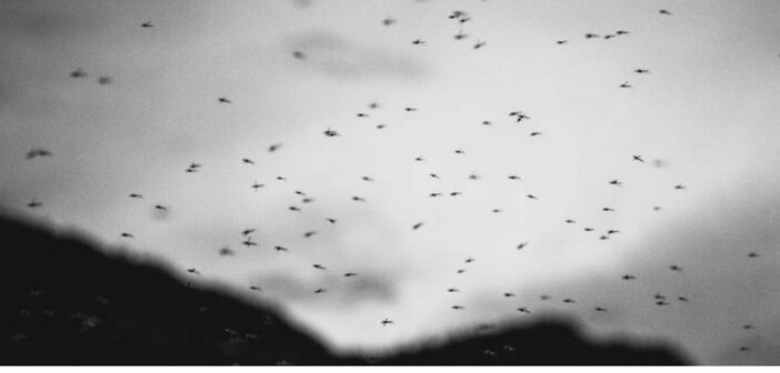 Not really loving those Lovebugs?