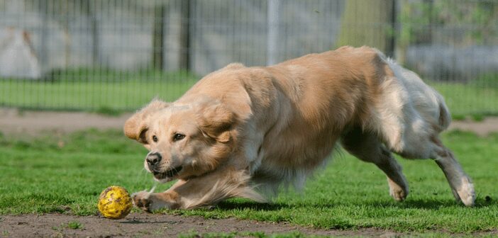 Nacogdoches Animal Shelter “Adopts” New Operating Hours