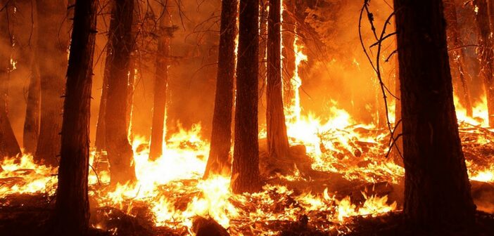 Prescribed Versus Wild Fires