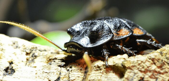 What Is A Pesticide?