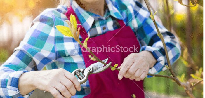 Is It Time To Prune Those Trees?