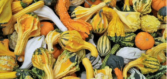 Fall Vegetable Gardening